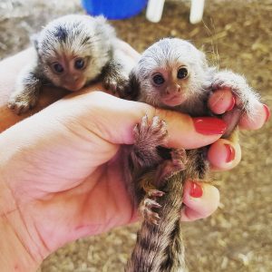 Marmoset Monkey